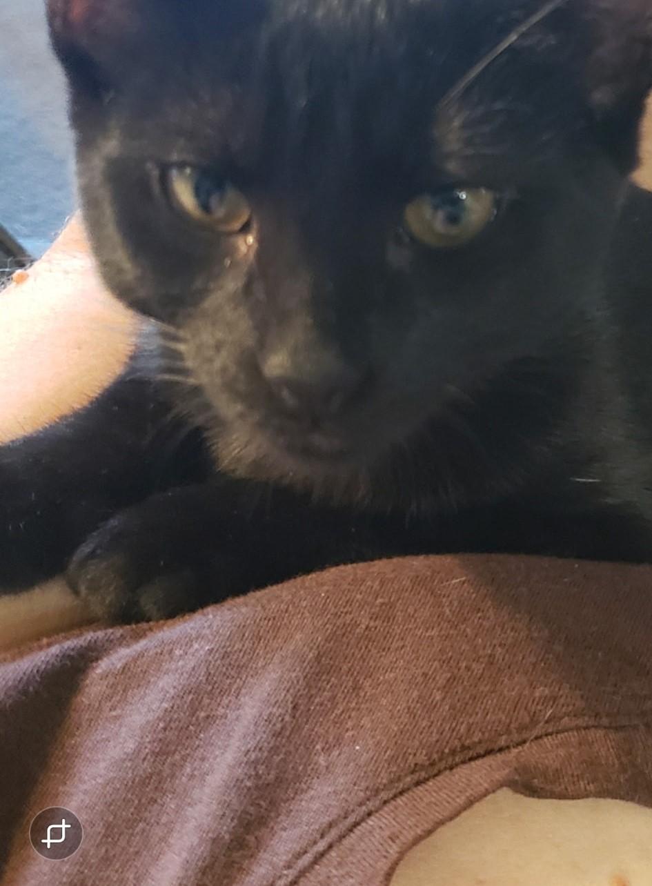 Zorro – The Little Shadow with a Big Heart