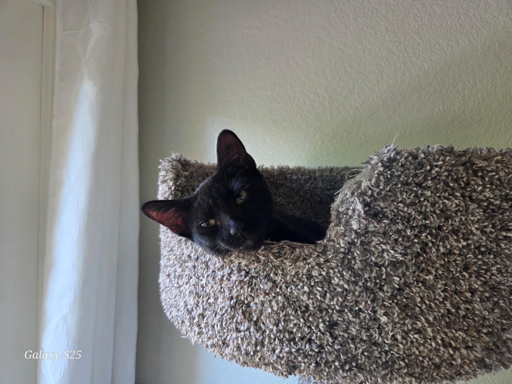 Zorro – The Little Shadow with a Big Heart