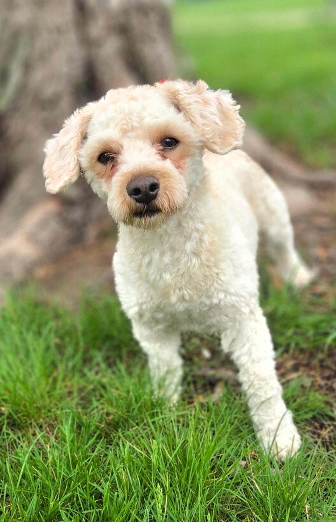 Enlarge Teddy, a ADOPTABLE mixed breed in Bridgeton, MO image 2/5