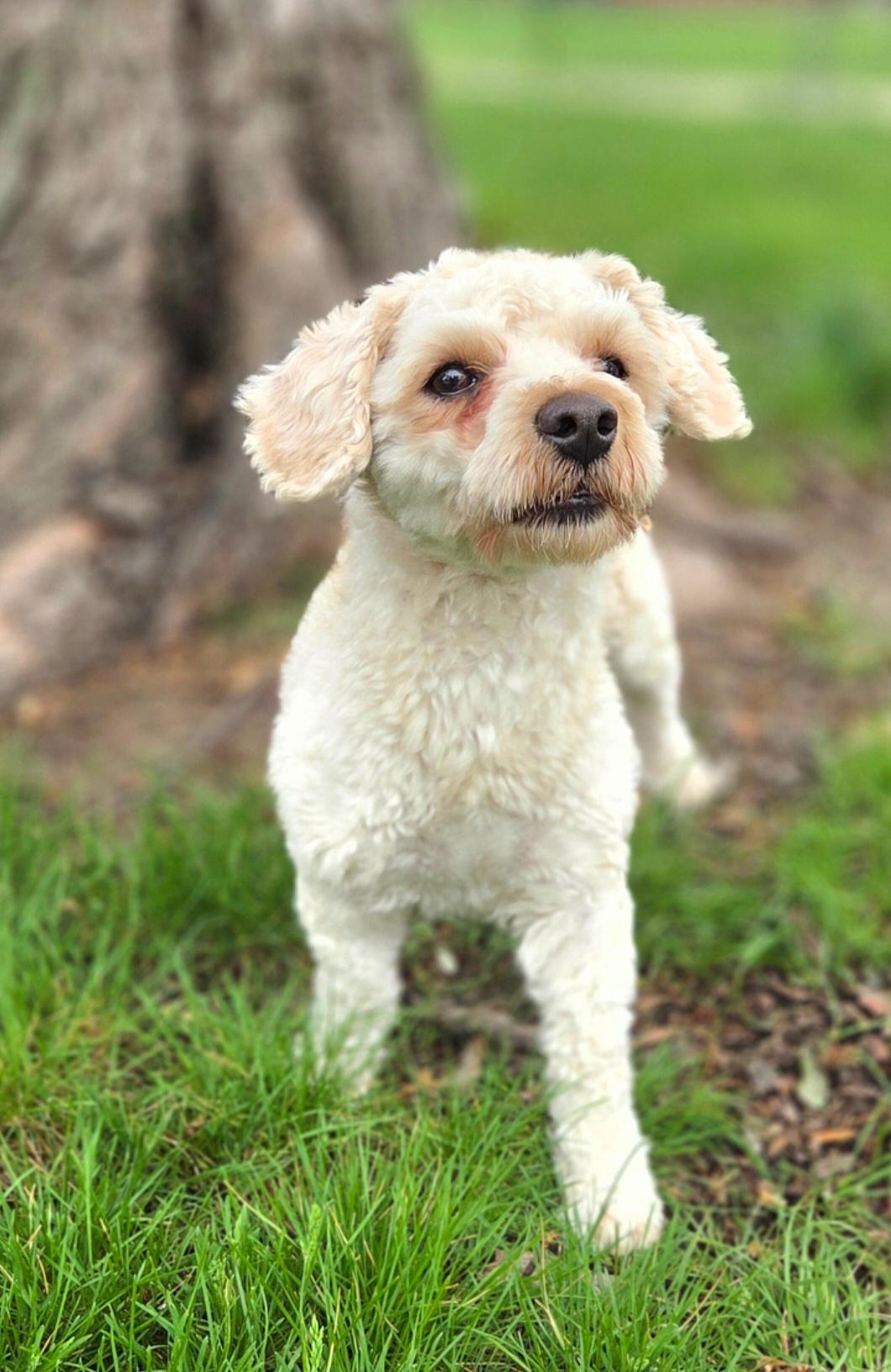 Enlarge Teddy, a ADOPTABLE mixed breed in Bridgeton, MO image 3/5