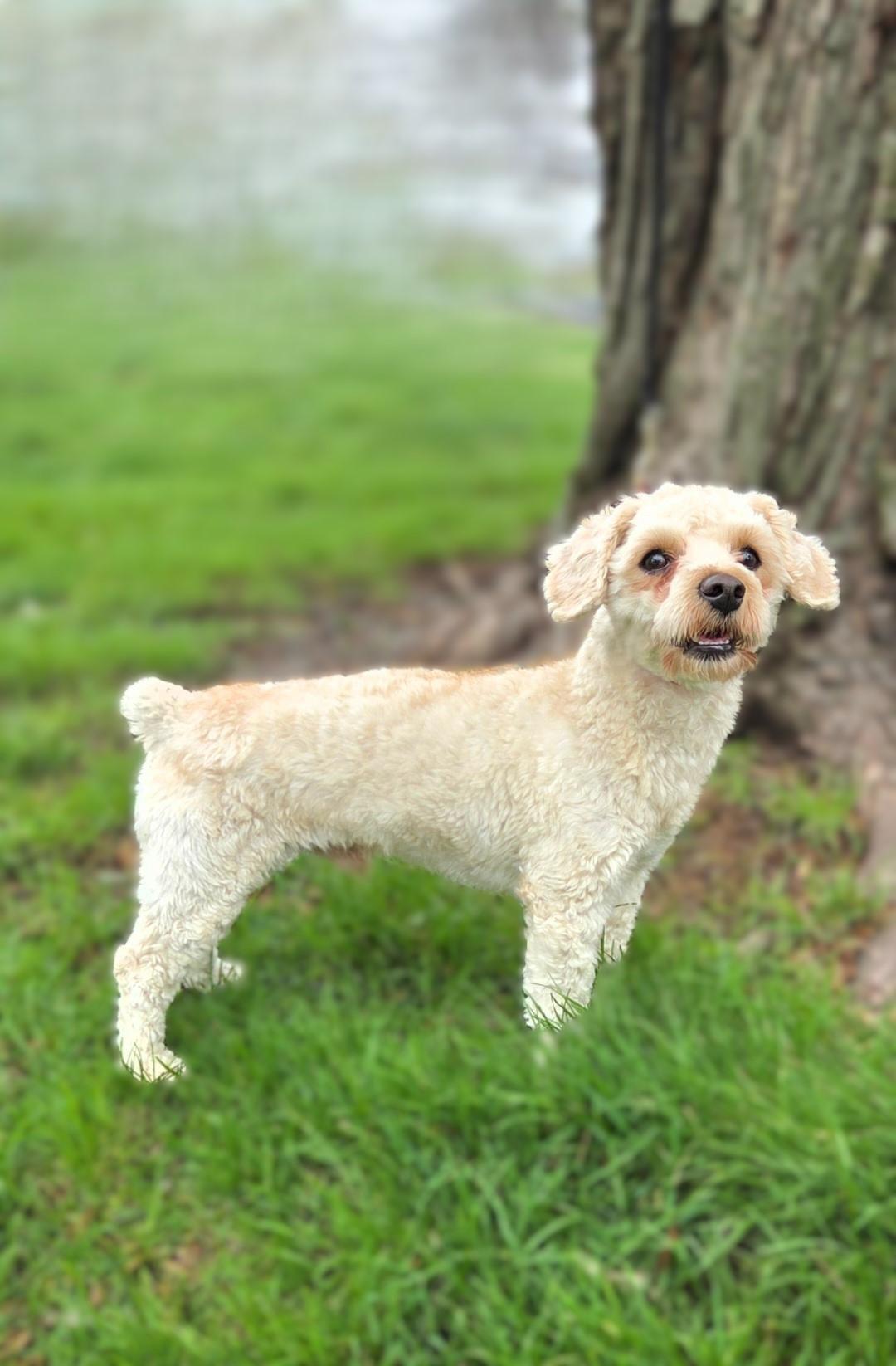 Enlarge Teddy, a ADOPTABLE mixed breed in Bridgeton, MO image 5/5