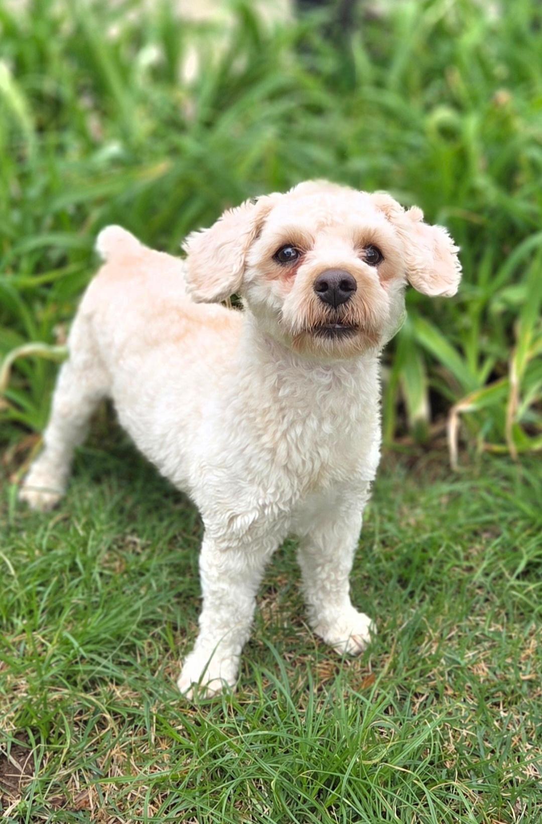 Enlarge Teddy, a ADOPTABLE mixed breed in Bridgeton, MO image 4/5