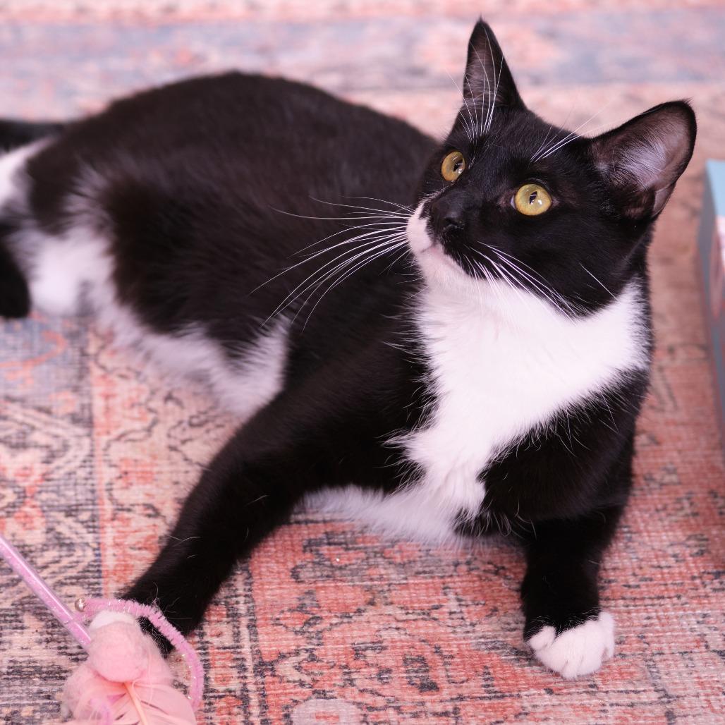 Enlarge Ralph Lauren, a Adoptable Domestic Short Hair in Morgan Hill, CA image 1/5