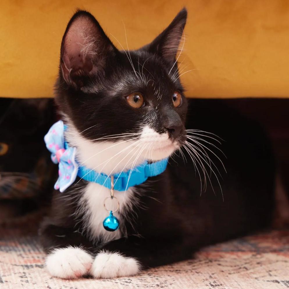 Enlarge Ralph Lauren, a Adoptable Domestic Short Hair in Morgan Hill, CA image 1/1