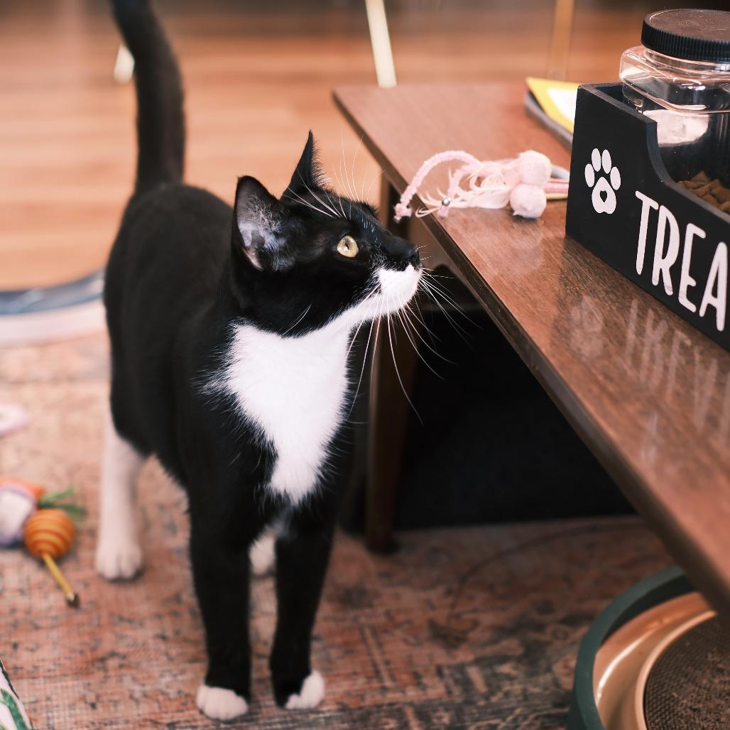 Enlarge Ralph Lauren, a Adoptable Domestic Short Hair in Morgan Hill, CA image 3/5