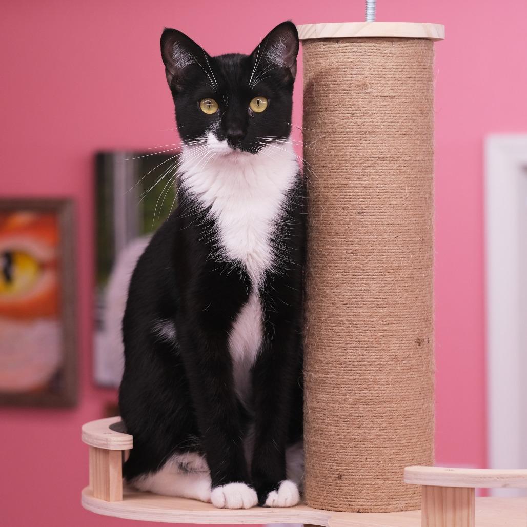 Enlarge Ralph Lauren, a Adoptable Domestic Short Hair in Morgan Hill, CA image 4/5