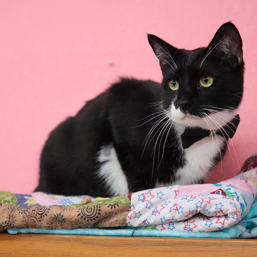 Enlarge Ralph Lauren, a Adoptable Domestic Short Hair in Morgan Hill, CA image 5/5