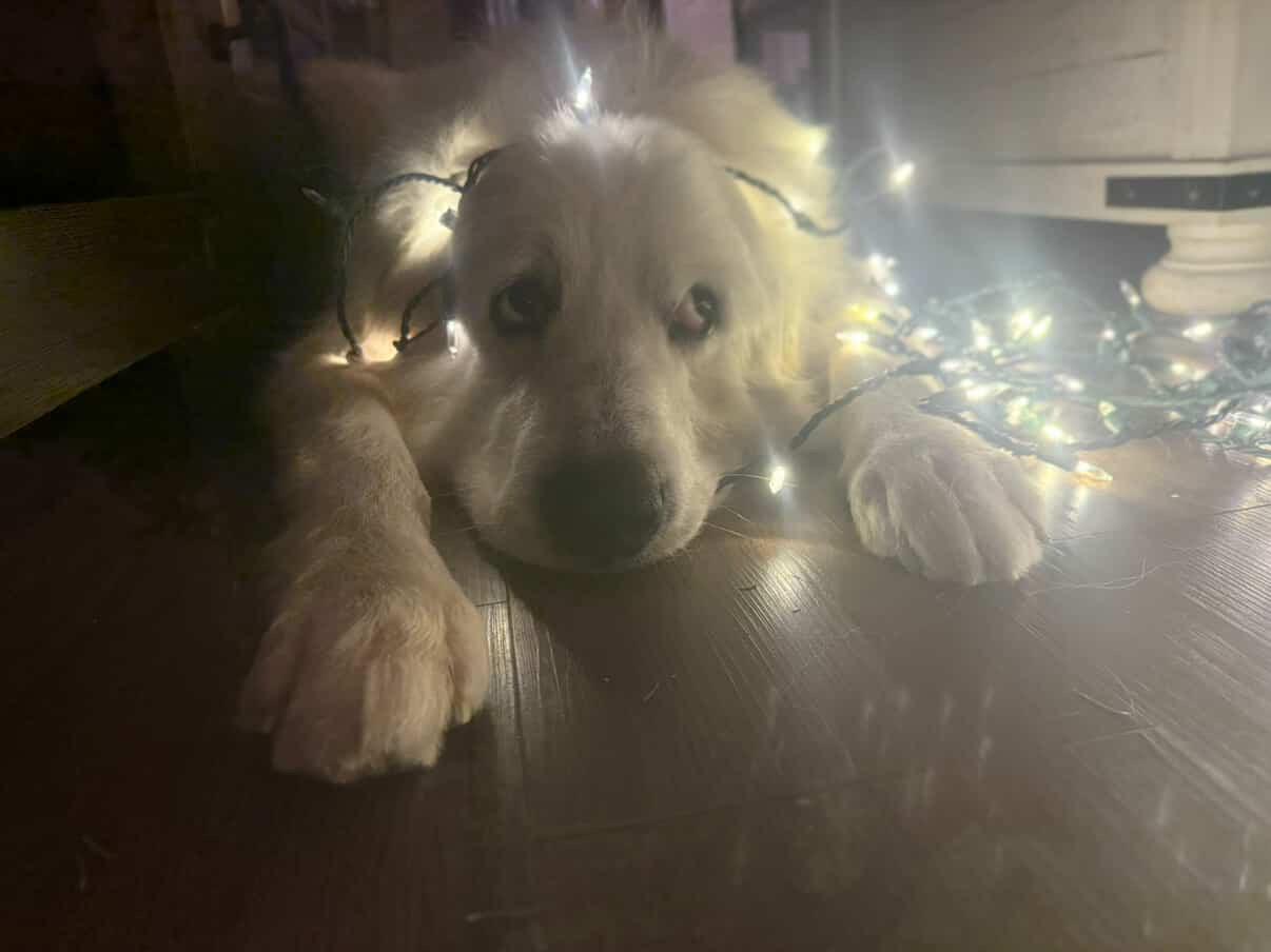 Enlarge Odin, a Adoptable Great Pyrenees in Brooklyn, NY image 4/6