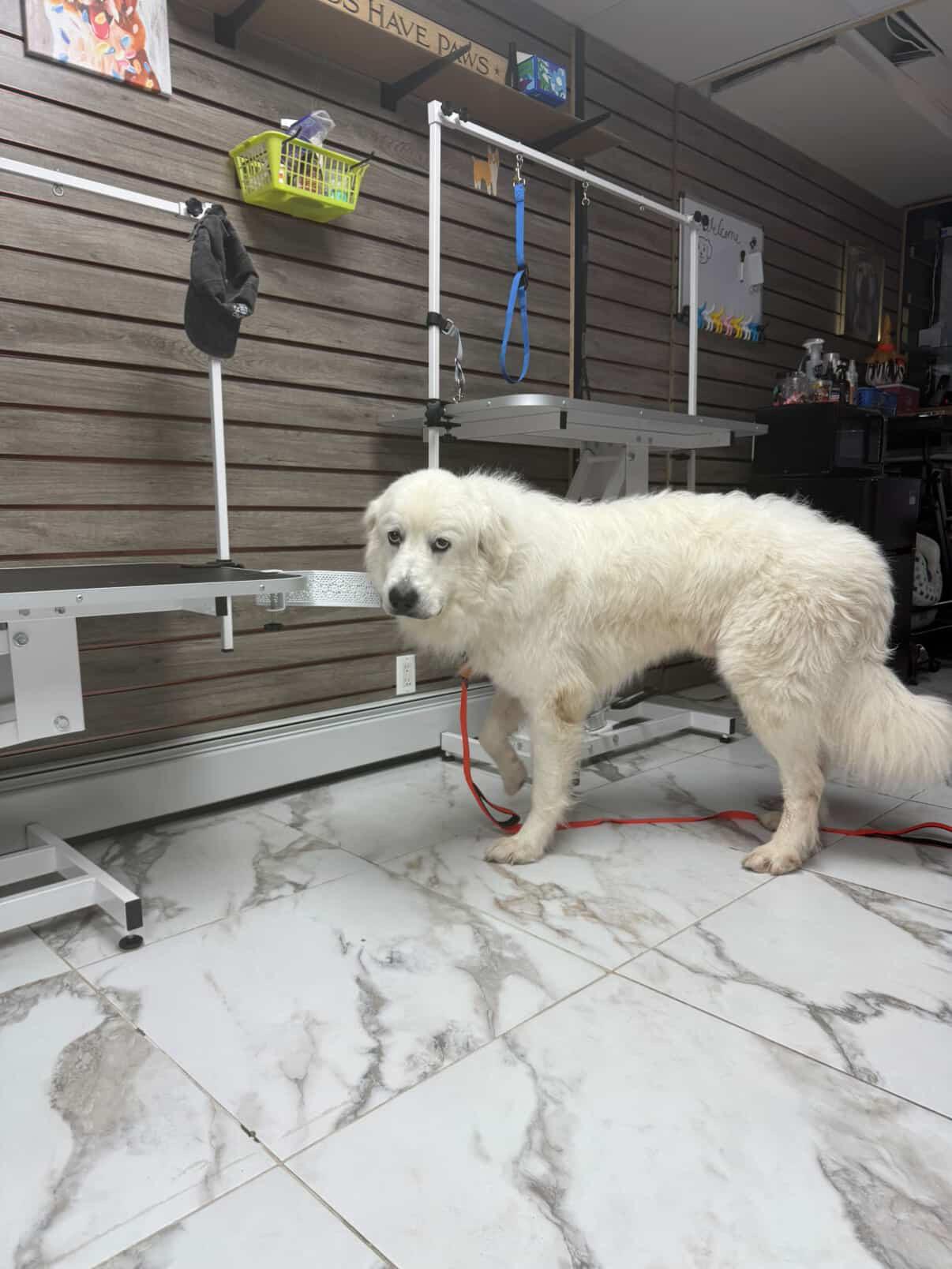 Enlarge Odin, a Adoptable Great Pyrenees in Brooklyn, NY image 5/6