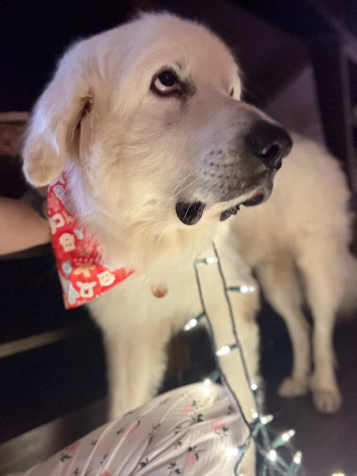 Enlarge Odin, a Adoptable Great Pyrenees in Brooklyn, NY image 2/6