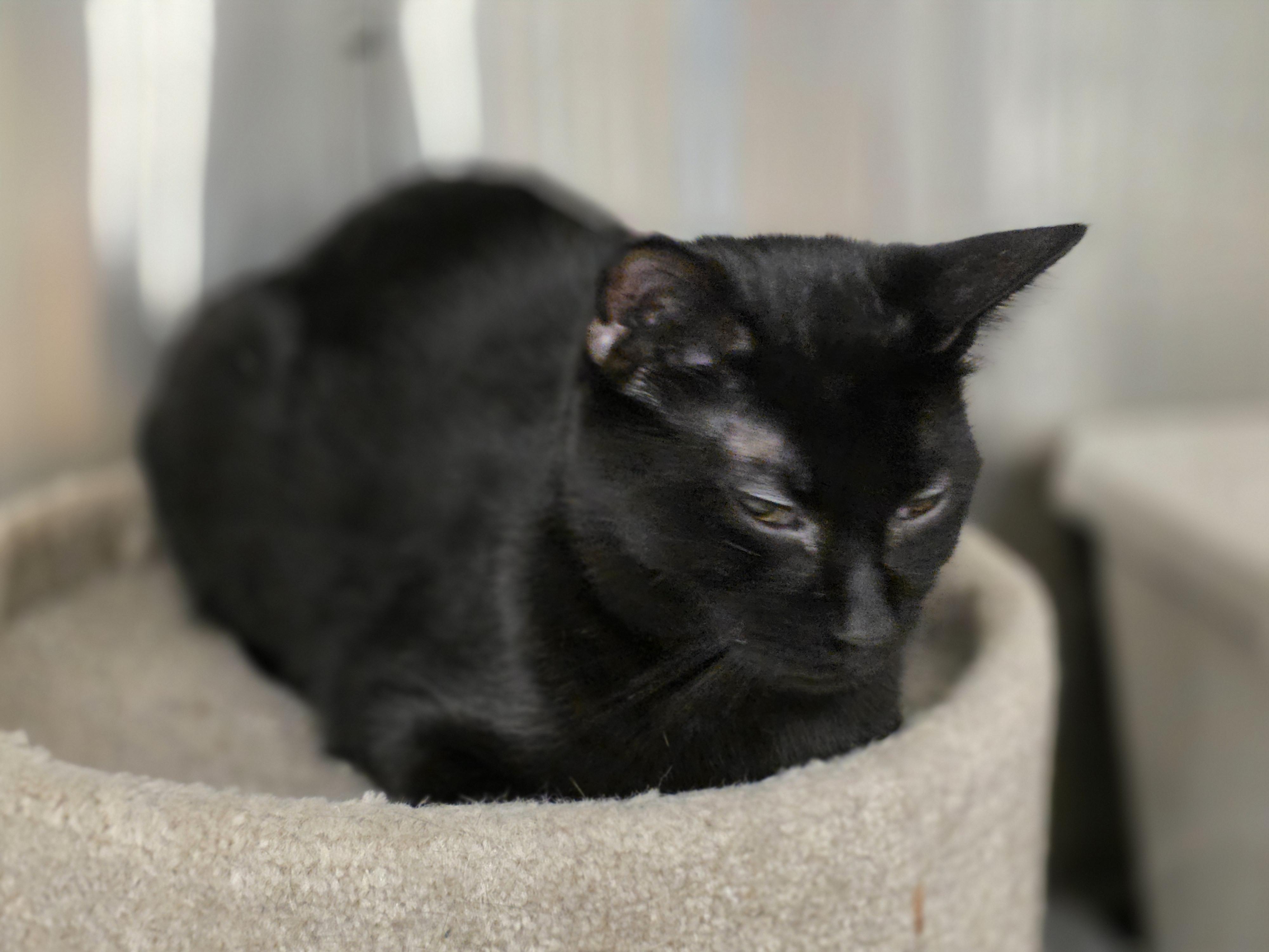 Nibs, a ADOPTABLE Domestic Short Hair in Richmond, VA image 3/5