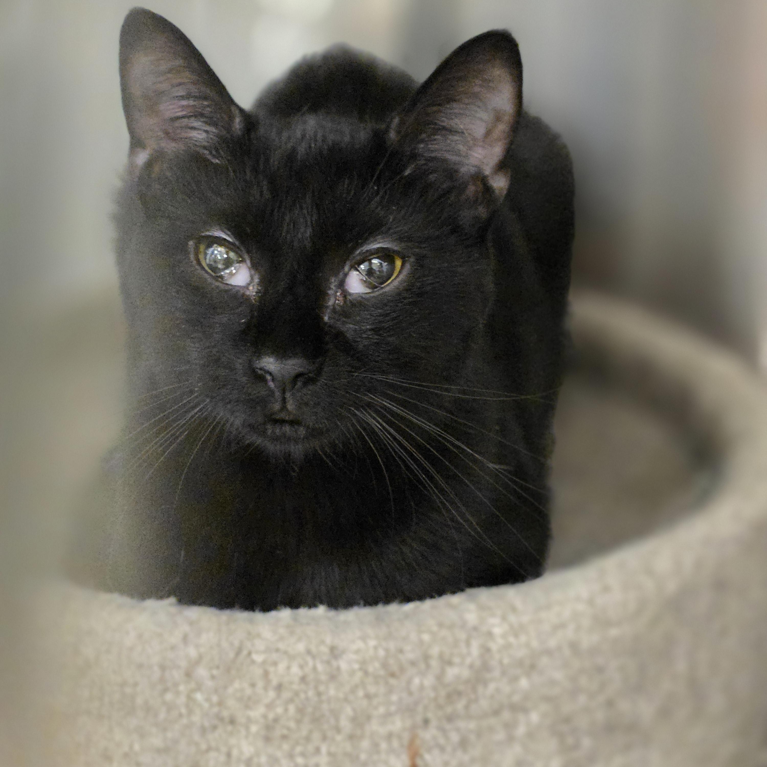 Nibs, a ADOPTABLE Domestic Short Hair in Richmond, VA image 2/5