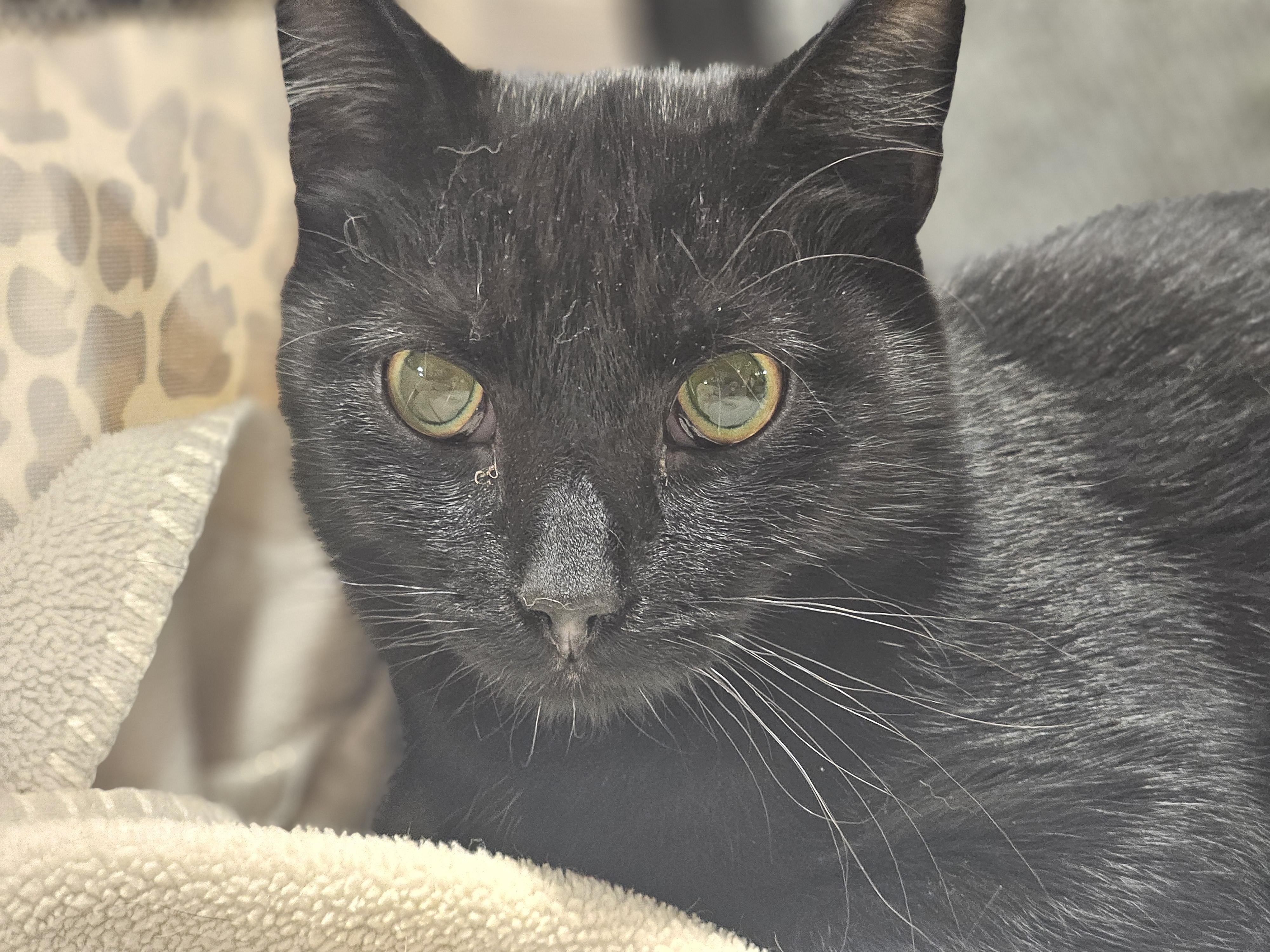 Nibs, ADOPTABLE, Kitten Male Domestic Short Hair.