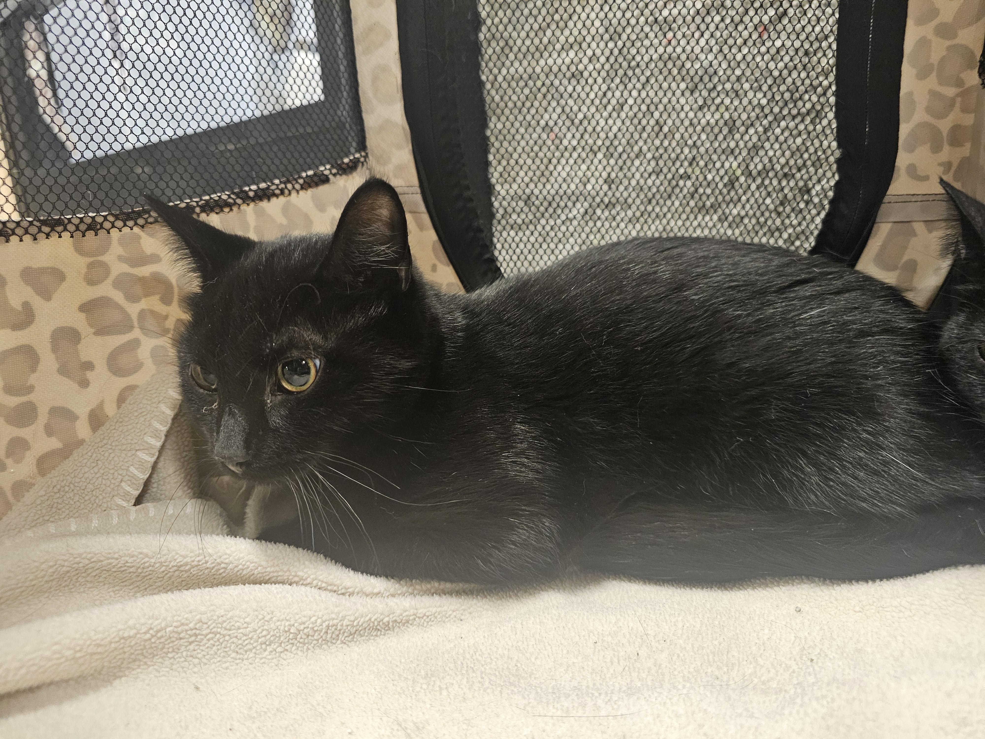 Nibs, a ADOPTABLE Domestic Short Hair in Richmond, VA image 5/5