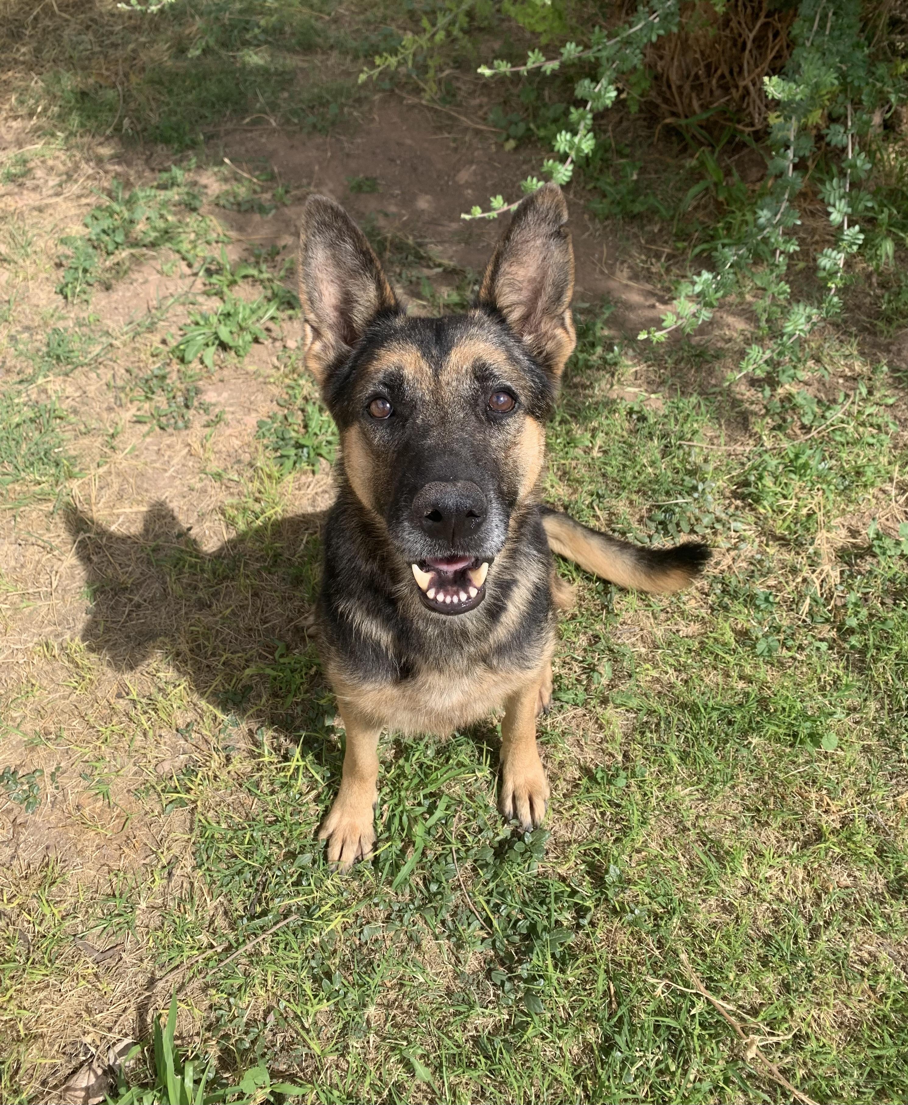 Winona, Adoptable, Adult Female German Shepherd Dog & Mixed Breed.