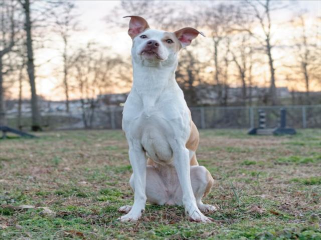 Enlarge REECEE, a Adoptable mixed breed in Cookeville, TN image 1/1