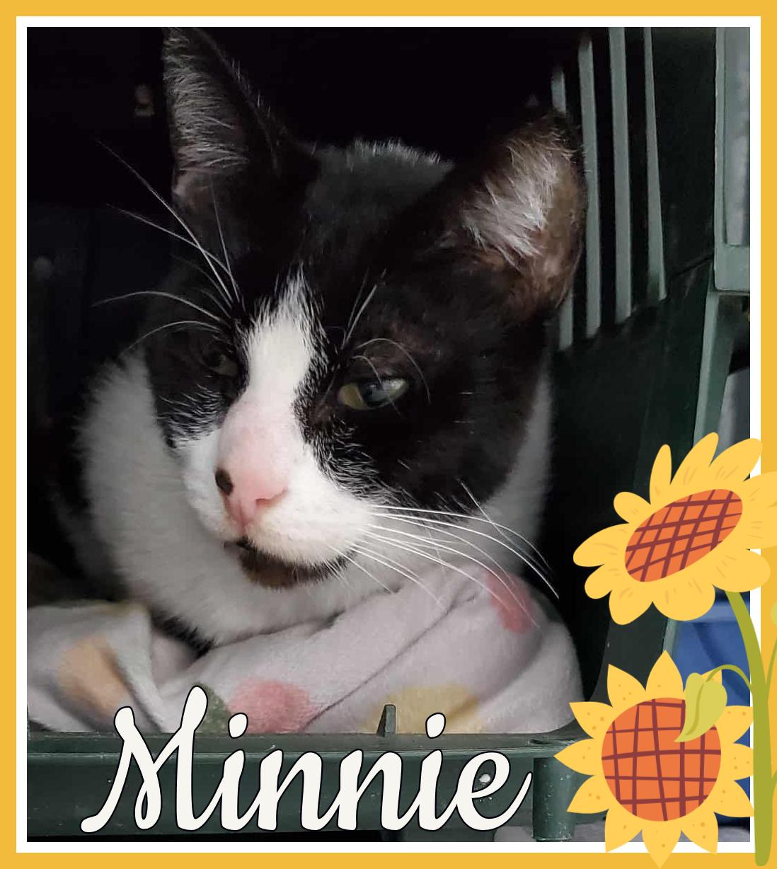Enlarge Minnie, a Adoptable Domestic Short Hair in Valley City, ND image 1/1