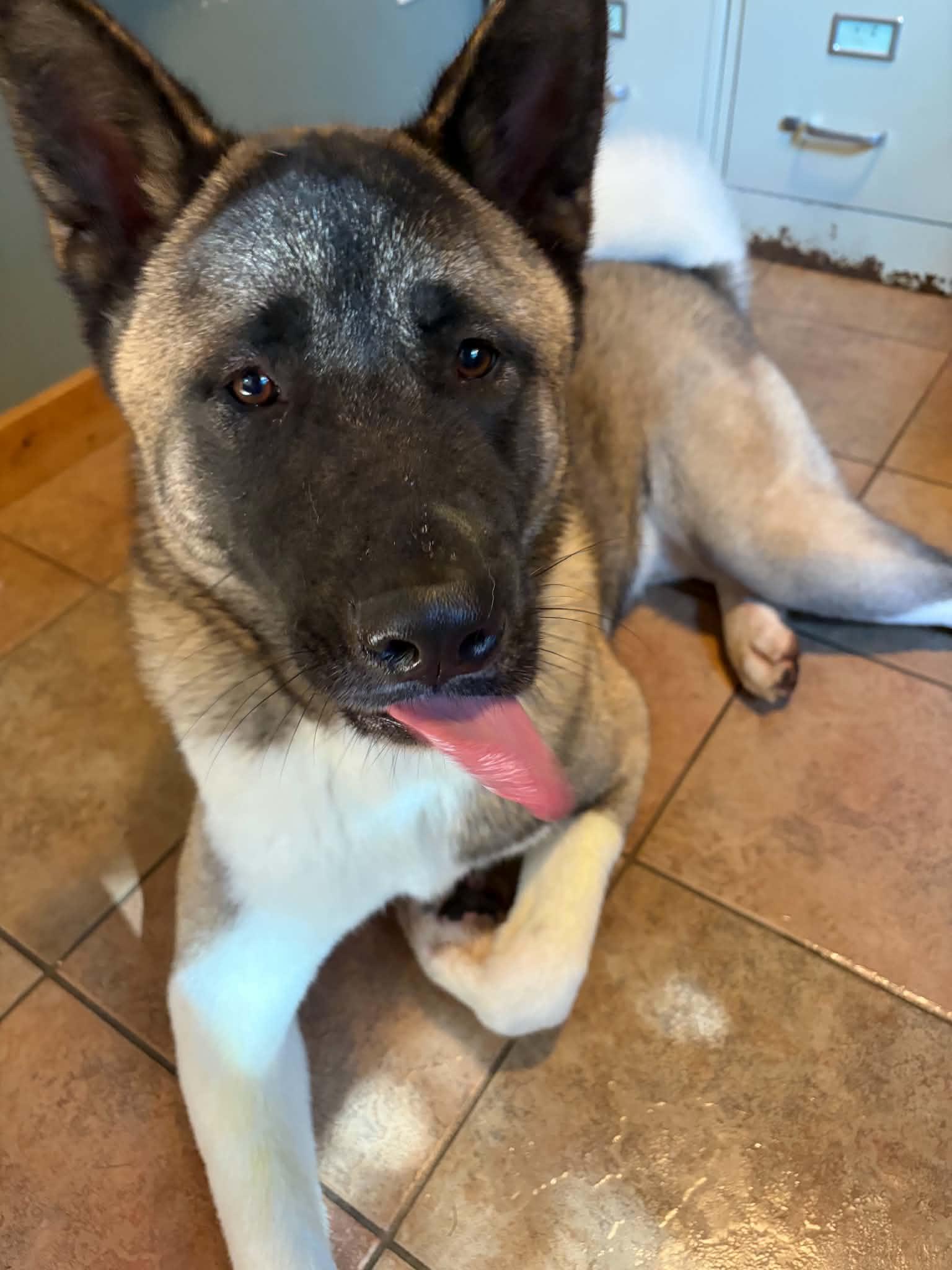 Enlarge Gage, a ADOPTABLE Akita in Chicago, IL image 4/6