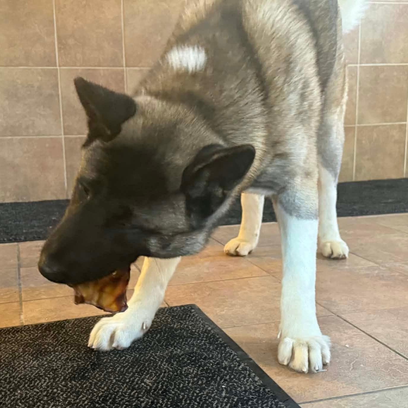 Enlarge Gage, a ADOPTABLE Akita in Chicago, IL image 5/5