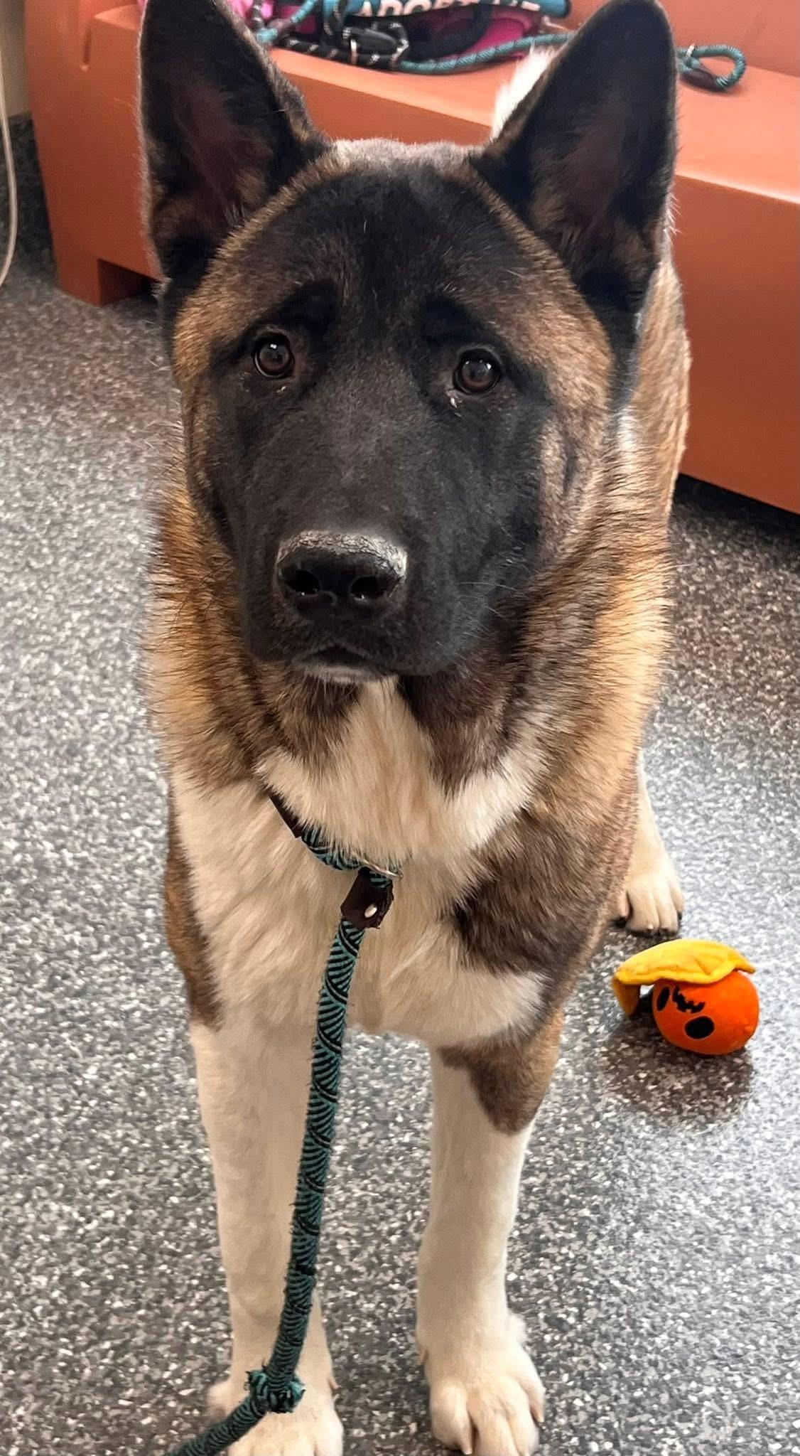 Gage, ADOPTABLE, Young Male Akita.