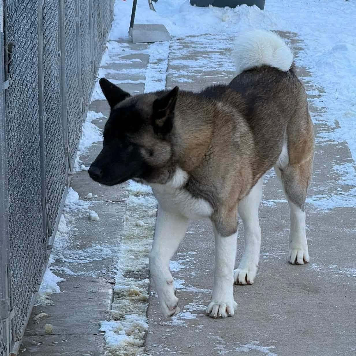 Enlarge Gage, a ADOPTABLE Akita in Chicago, IL image 2/5