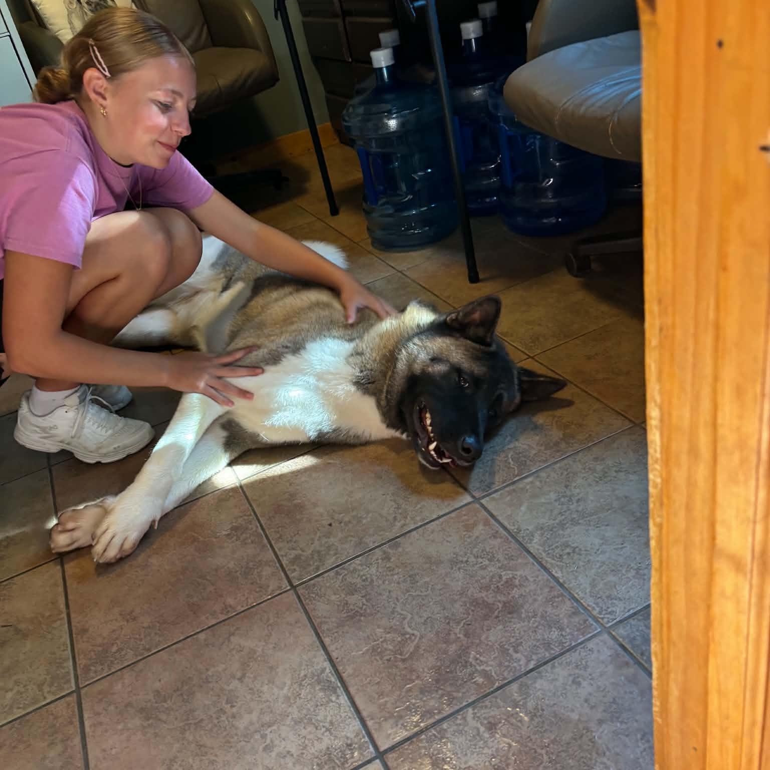 Enlarge Gage, a ADOPTABLE Akita in Chicago, IL image 2/6