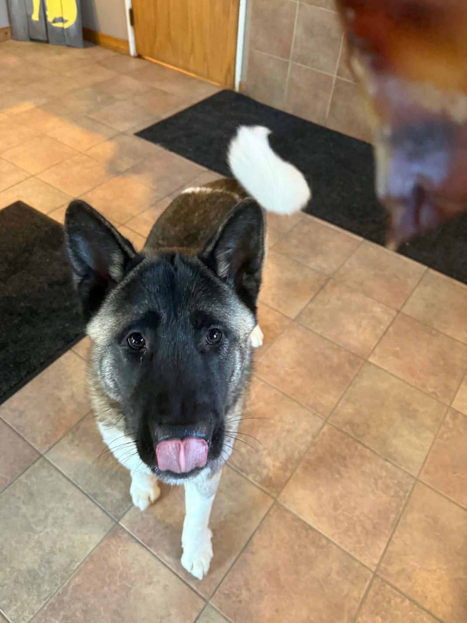 Enlarge Gage, a ADOPTABLE Akita in Chicago, IL image 3/5