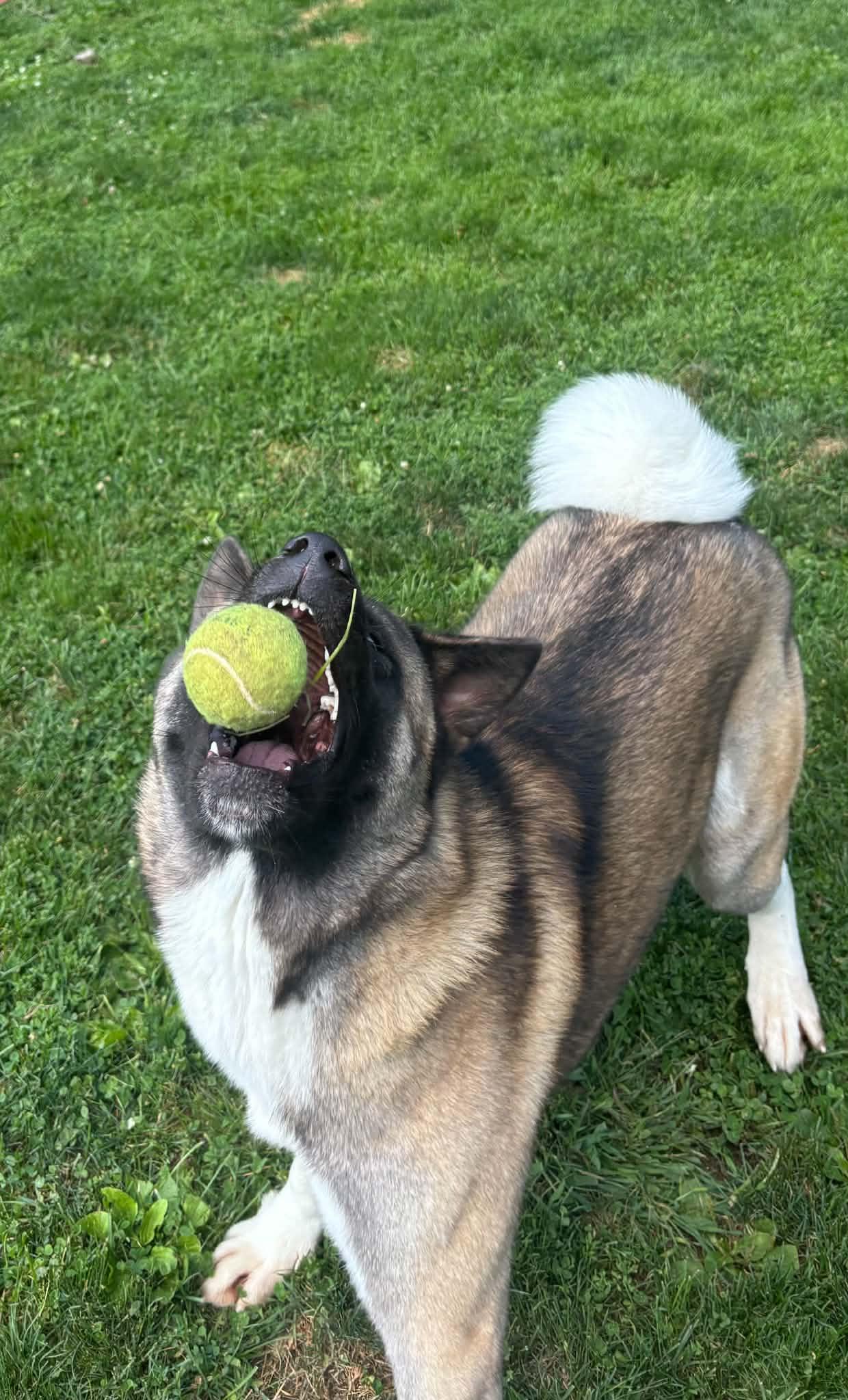Enlarge Gage, a ADOPTABLE Akita in Chicago, IL image 6/6