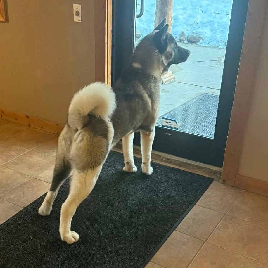 Gage, ADOPTABLE, Young Male Akita.