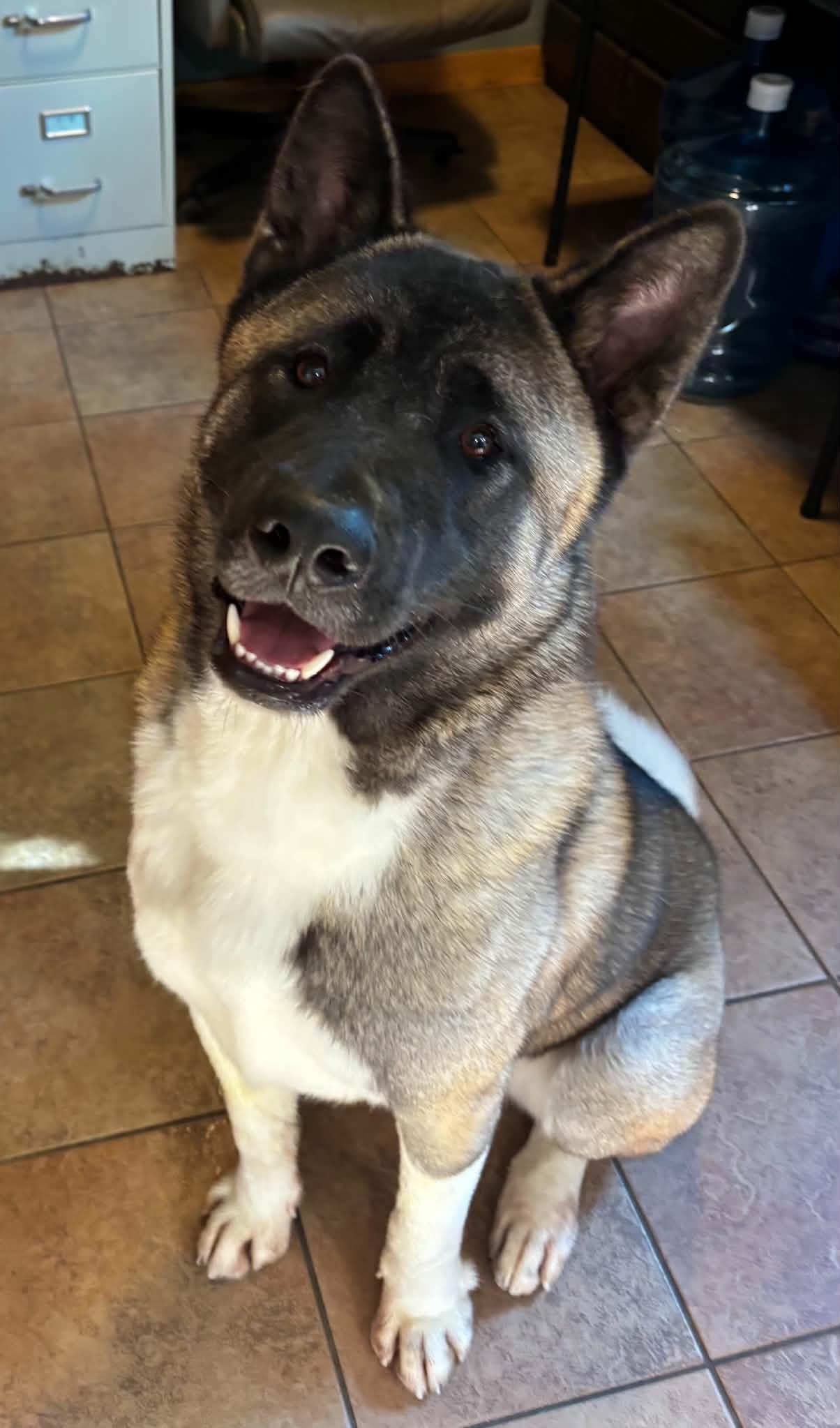 Enlarge Gage, a ADOPTABLE Akita in Chicago, IL image 1/6