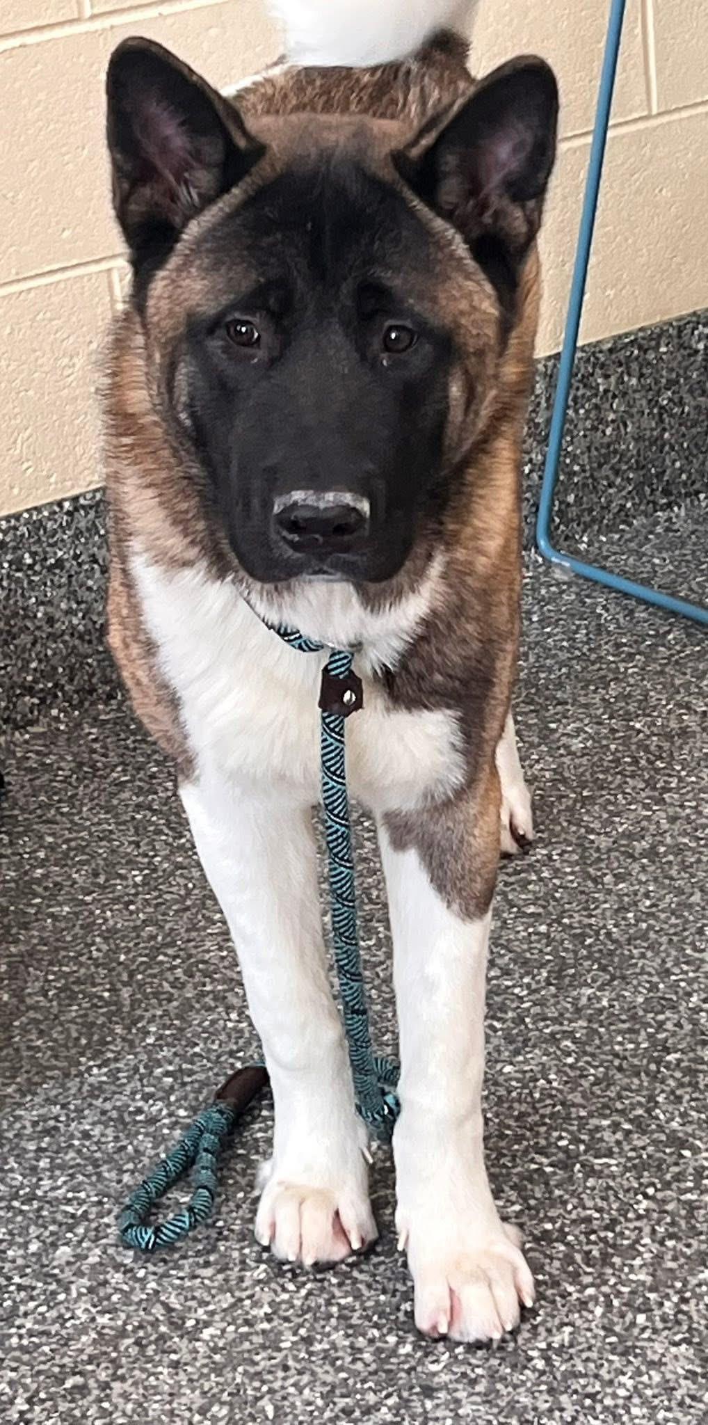 Gage, a ADOPTABLE Akita in Chicago, IL image 2/2