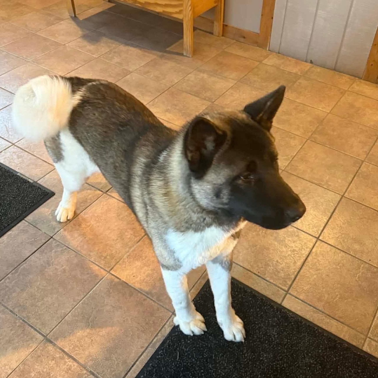 Enlarge Gage, a ADOPTABLE Akita in Chicago, IL image 4/5