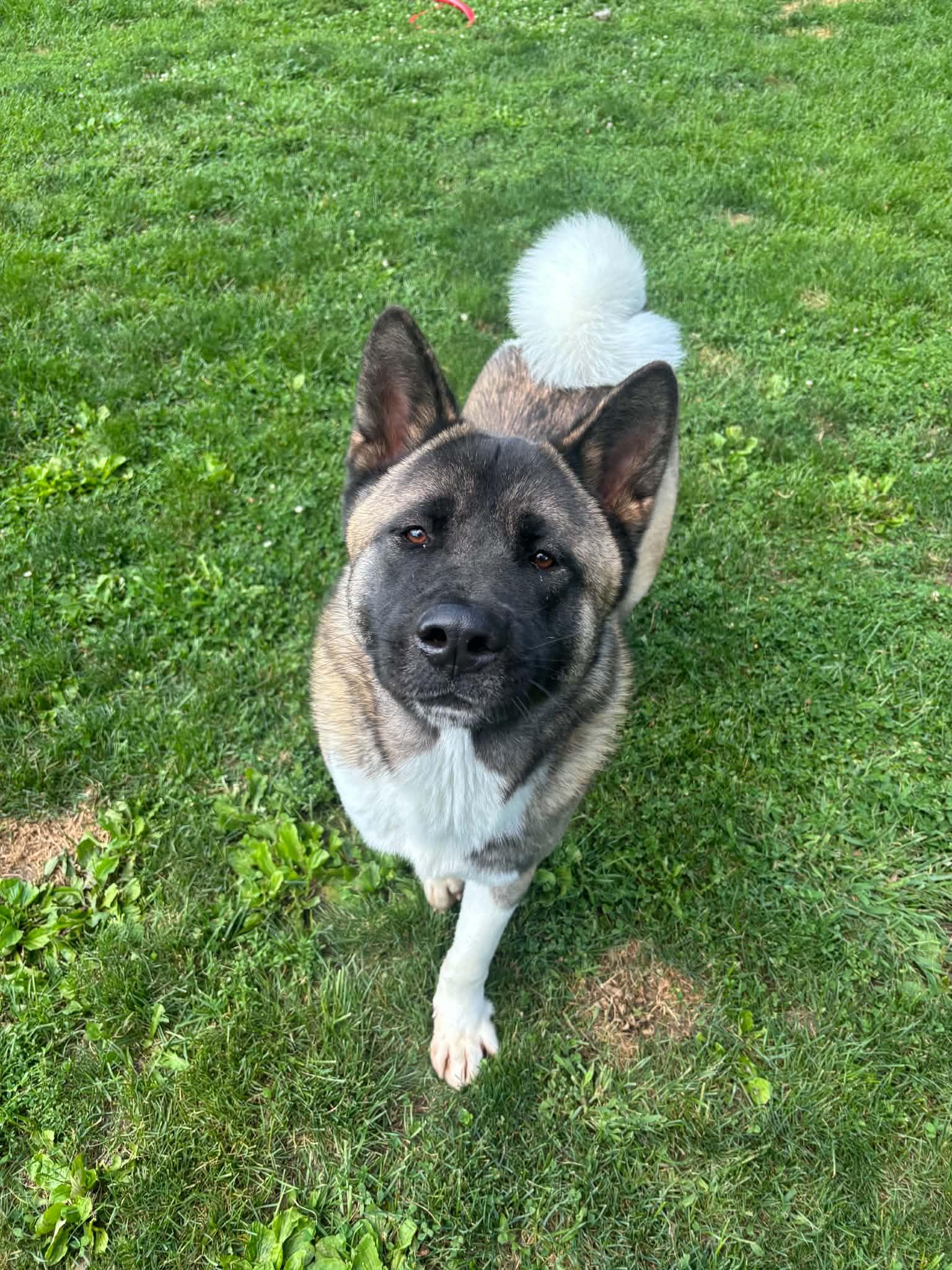 Enlarge Gage, a ADOPTABLE Akita in Chicago, IL image 5/6