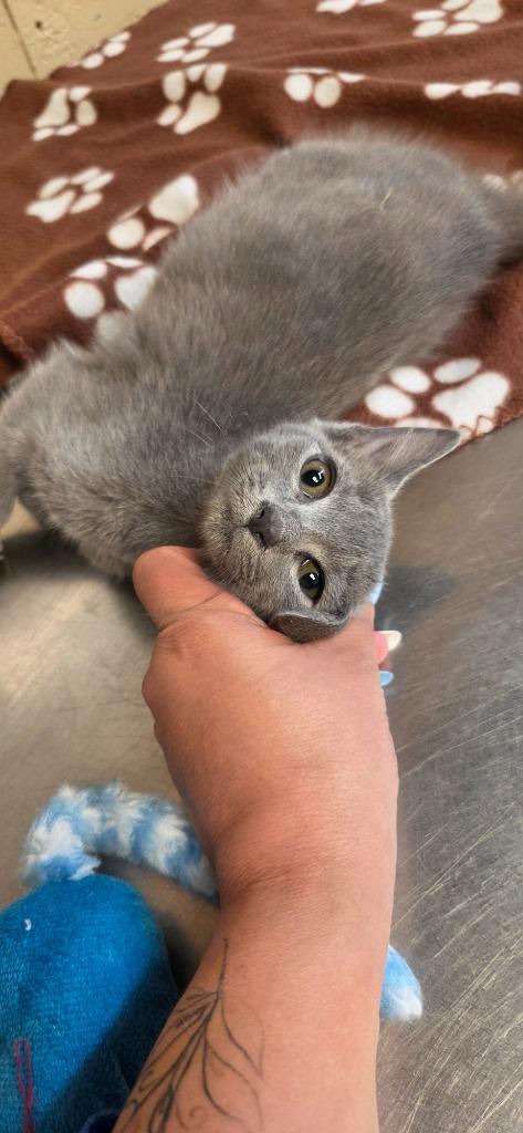Dumpling, Adoptable, Kitten Female Domestic Medium Hair.