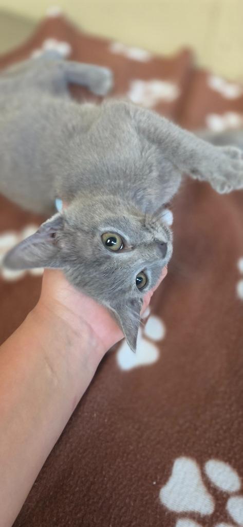 Enlarge Dumpling, a Adoptable mixed breed in Shelbyville, TN image 2/6