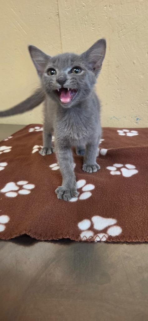 Enlarge Dumpling, a Adoptable mixed breed in Shelbyville, TN image 4/6