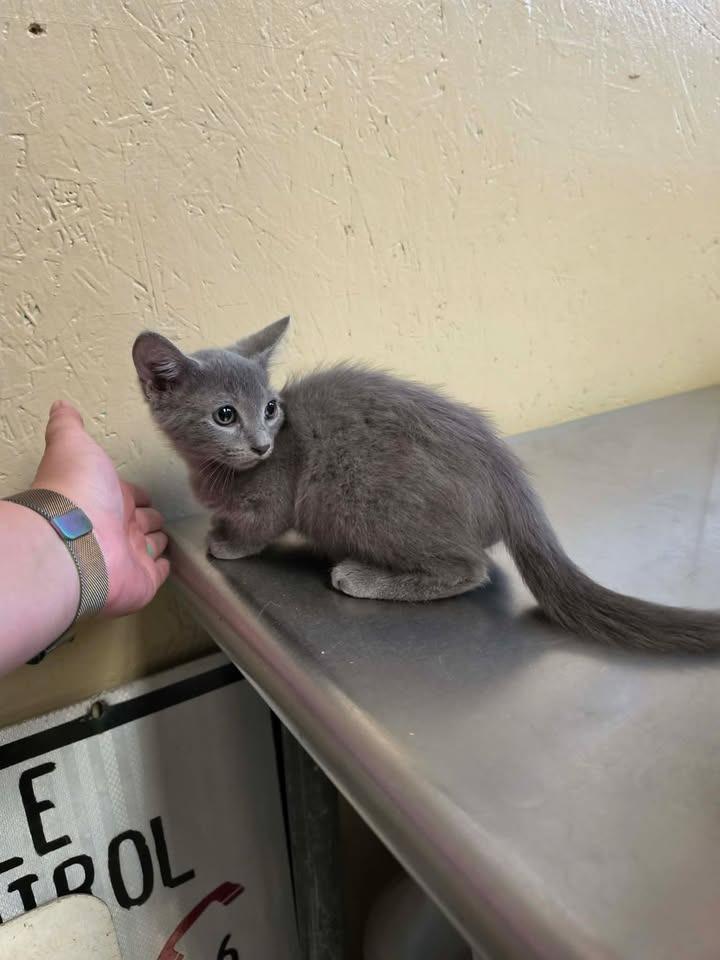 Enlarge Dumpling, a Adoptable mixed breed in Shelbyville, TN image 5/6