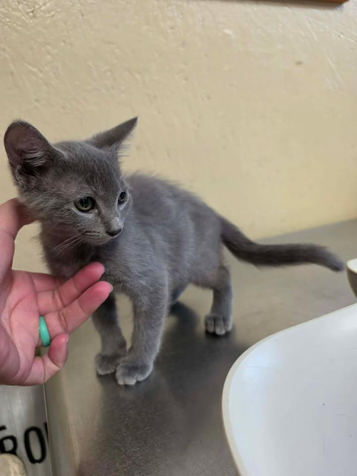 Enlarge Dumpling, a Adoptable mixed breed in Shelbyville, TN image 6/6