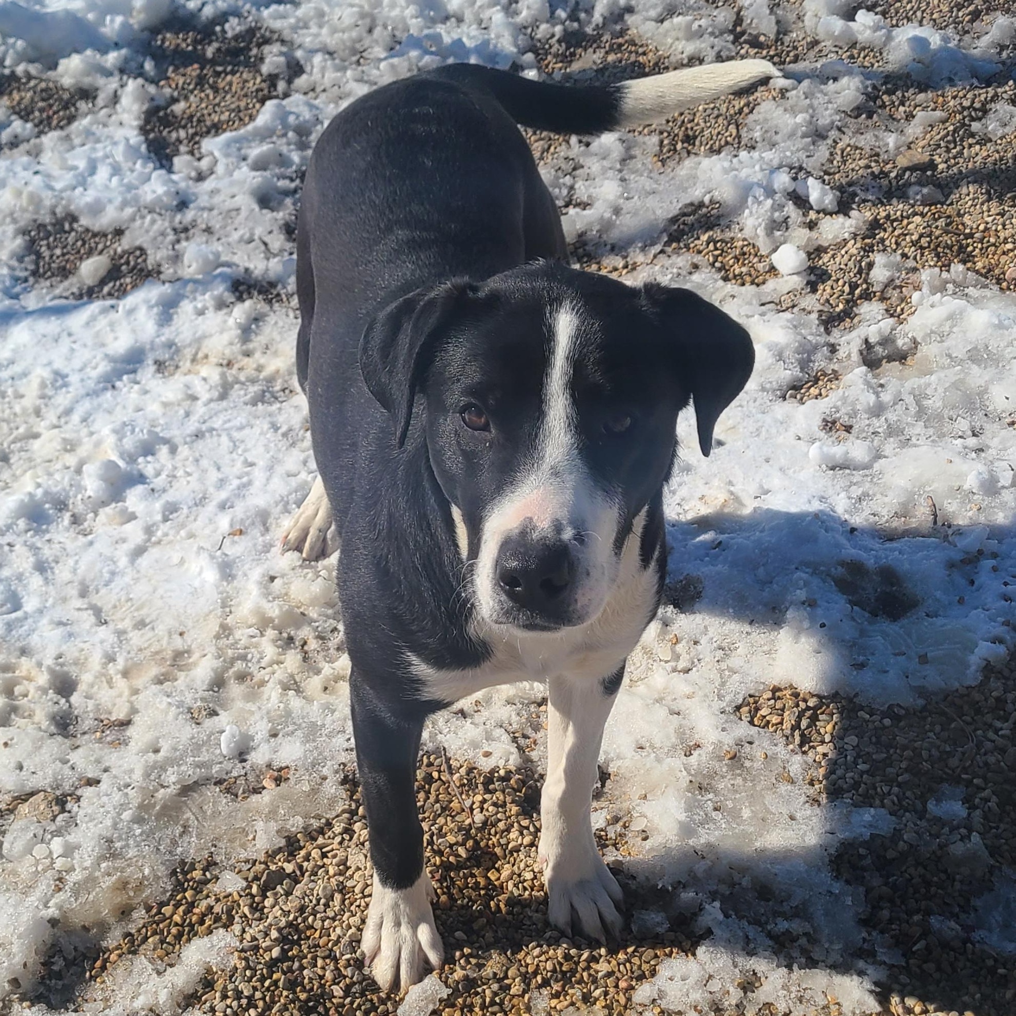 Dorothy, a ADOPTABLE mixed breed in Newcastle, WY image 3/3