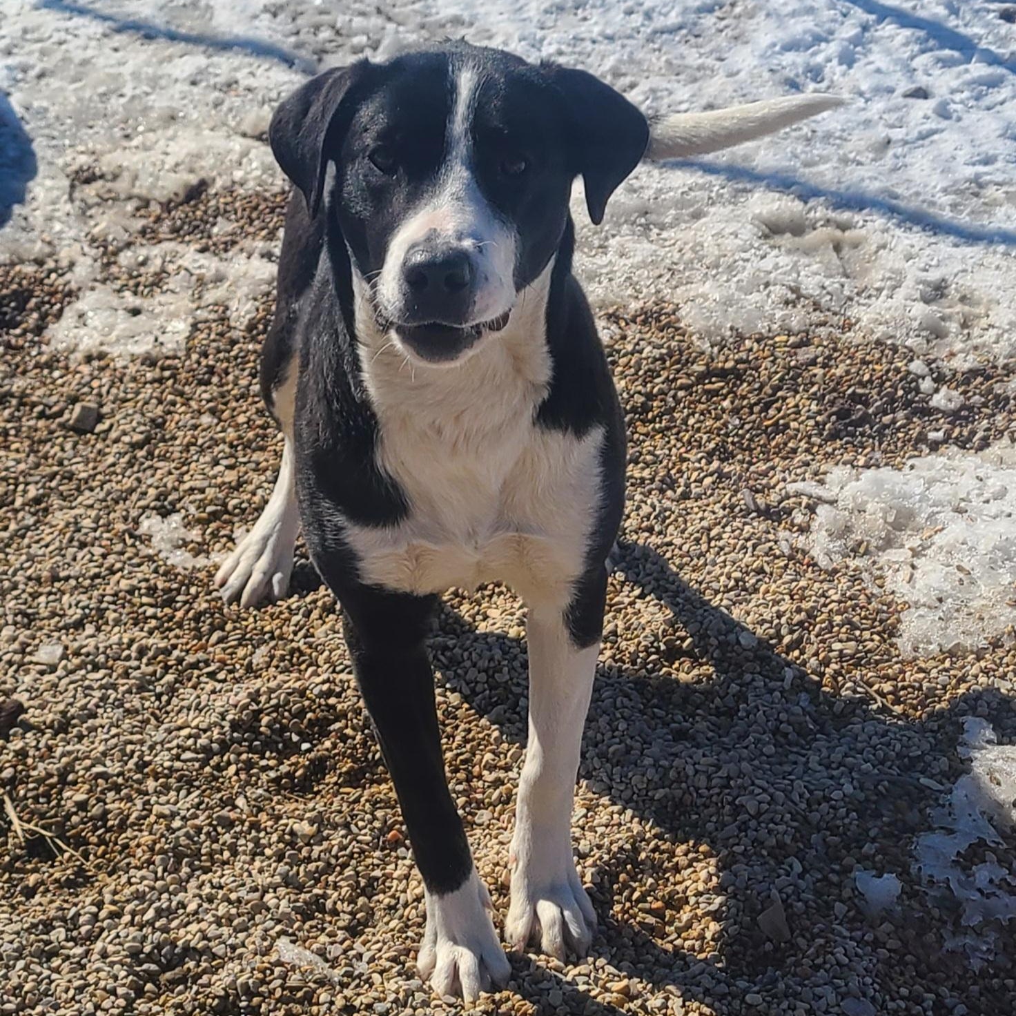 Dorothy, ADOPTABLE, Young Female Labrador Retriever.