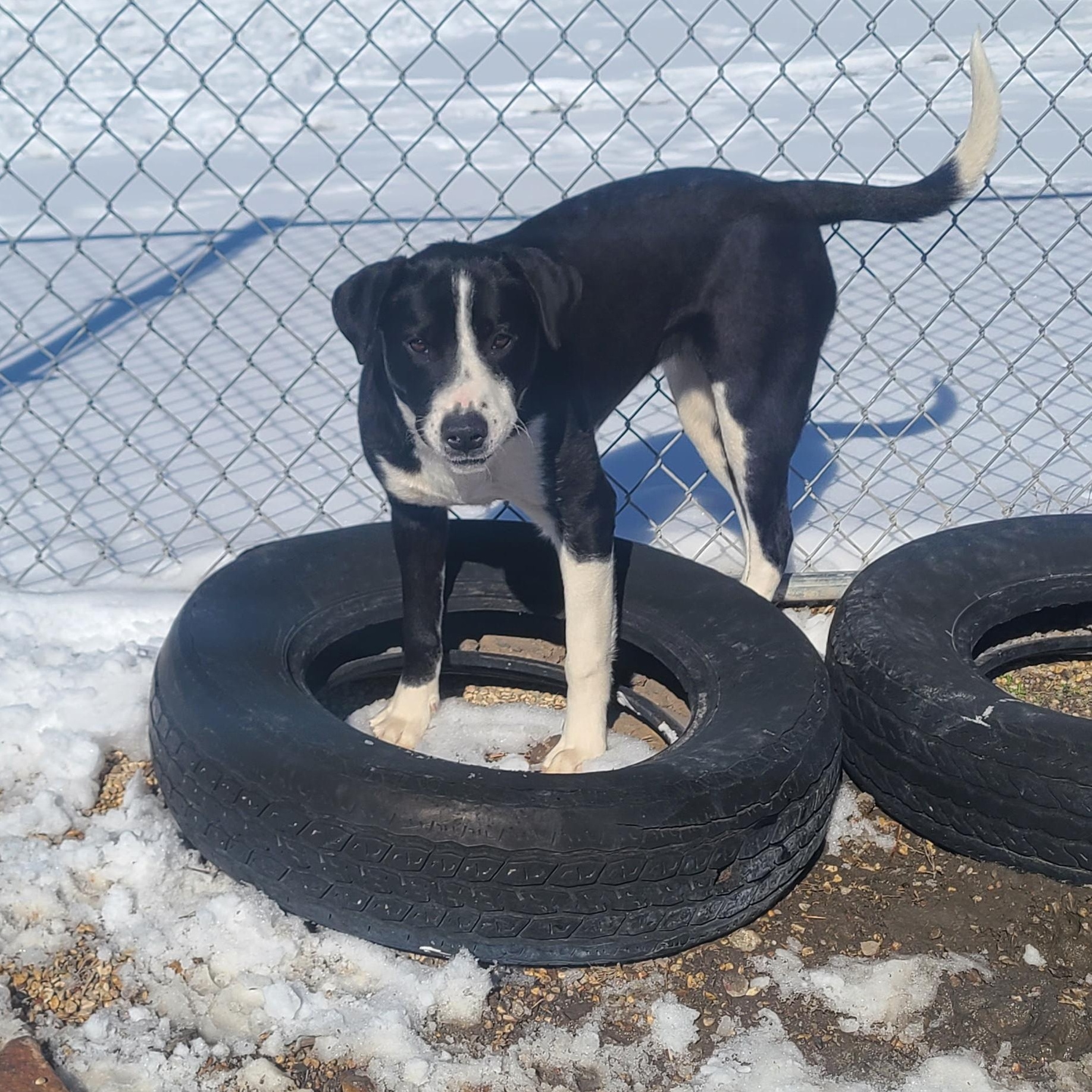 Dorothy, a ADOPTABLE mixed breed in Newcastle, WY image 2/3