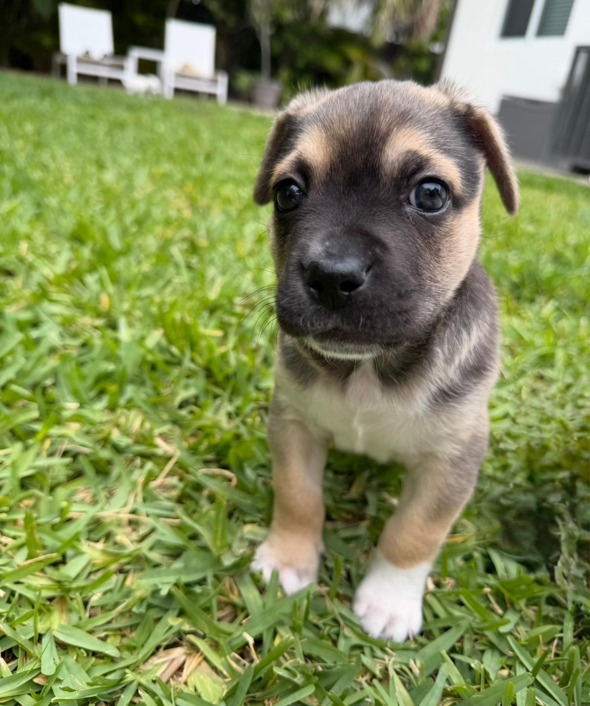 Tex, a Adoptable Mixed Breed in Melbourne , FL image 2/4