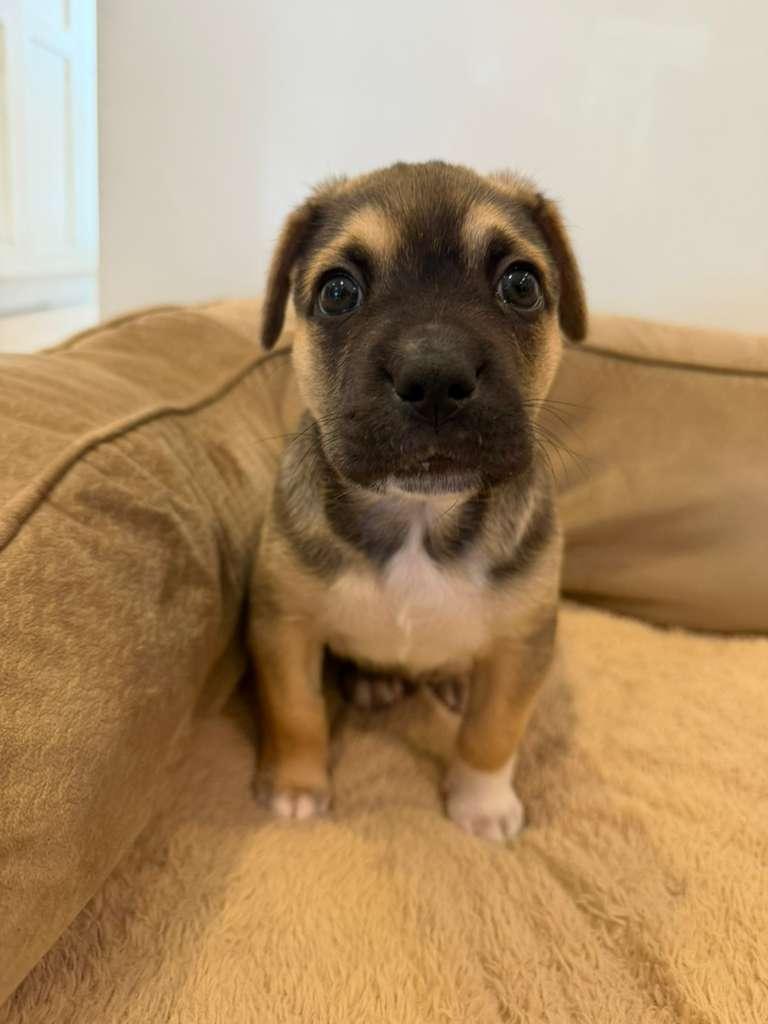 Tex, Adoptable, Puppy Male Mixed Breed.