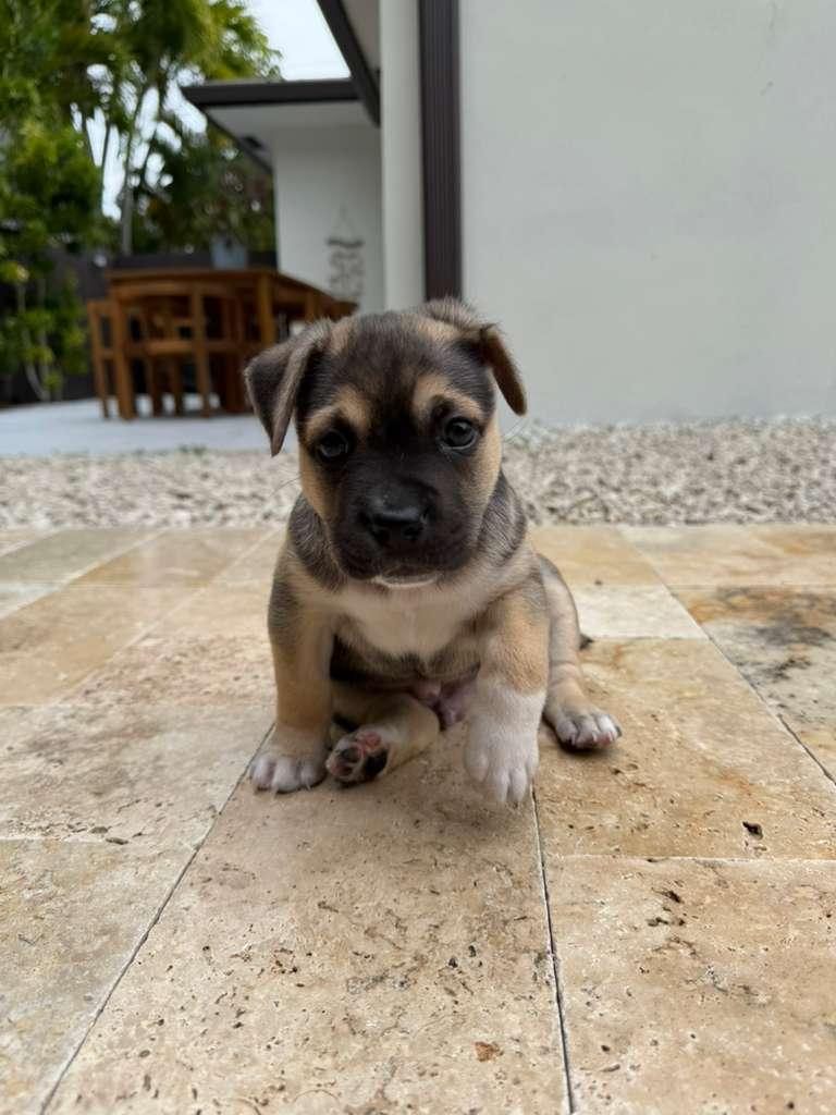 Tex, a Adoptable Mixed Breed in Melbourne , FL image 4/4