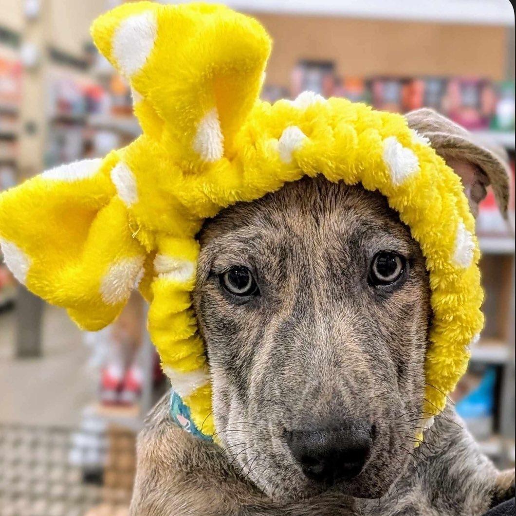 Roo, a Adopted mixed breed in El Paso, TX image 1/2