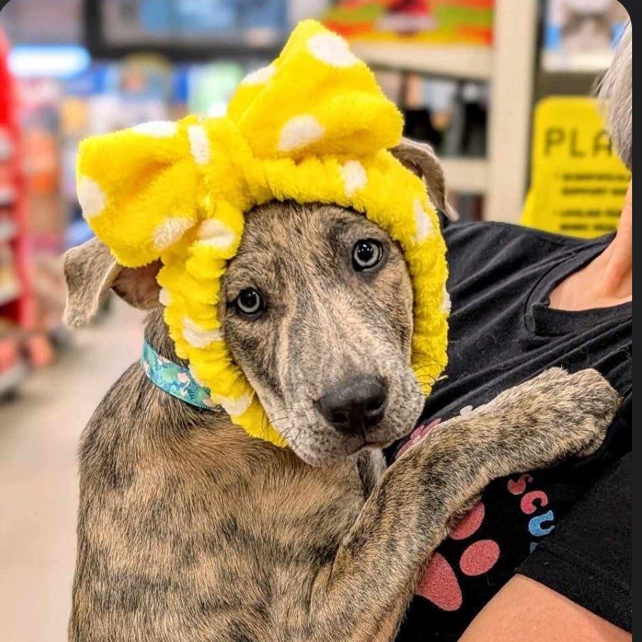 Roo, a Adopted mixed breed in El Paso, TX image 2/2