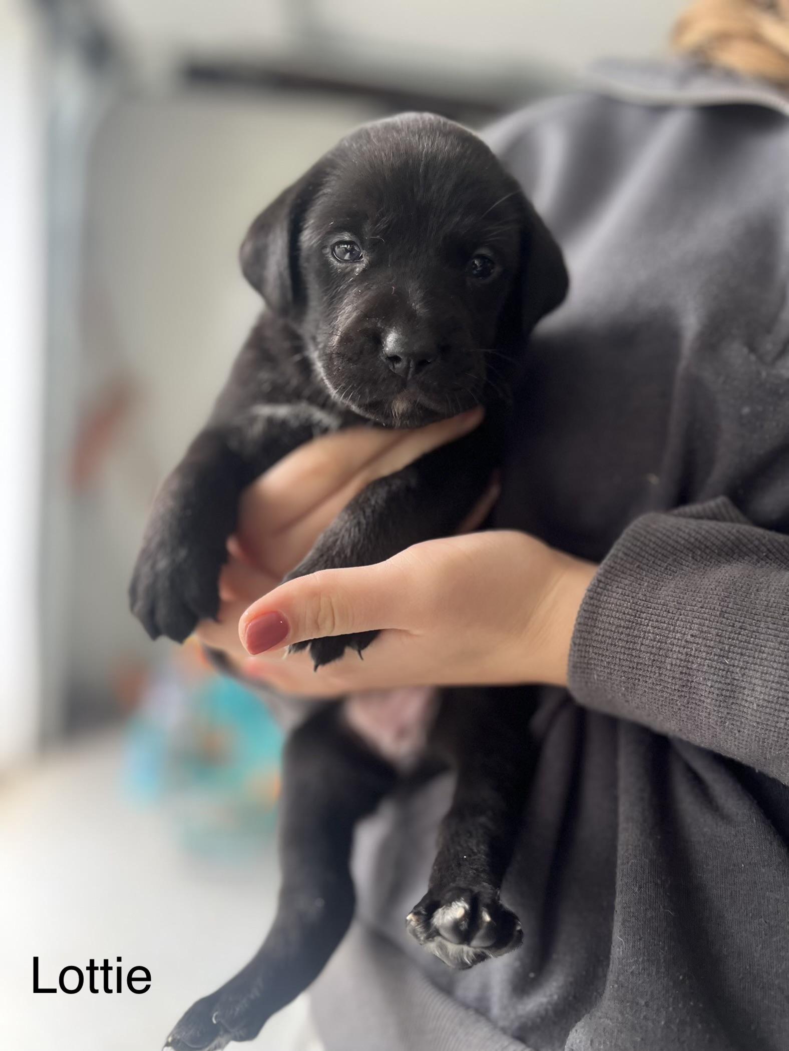 Lottie, Adopted, Young Female Mixed Breed.