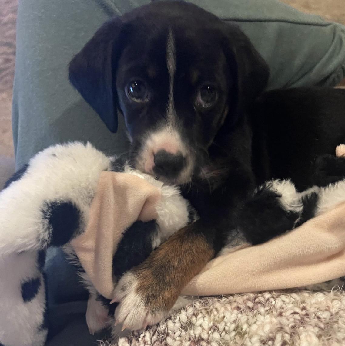 Logan, Adoptable, Puppy Male Hound.