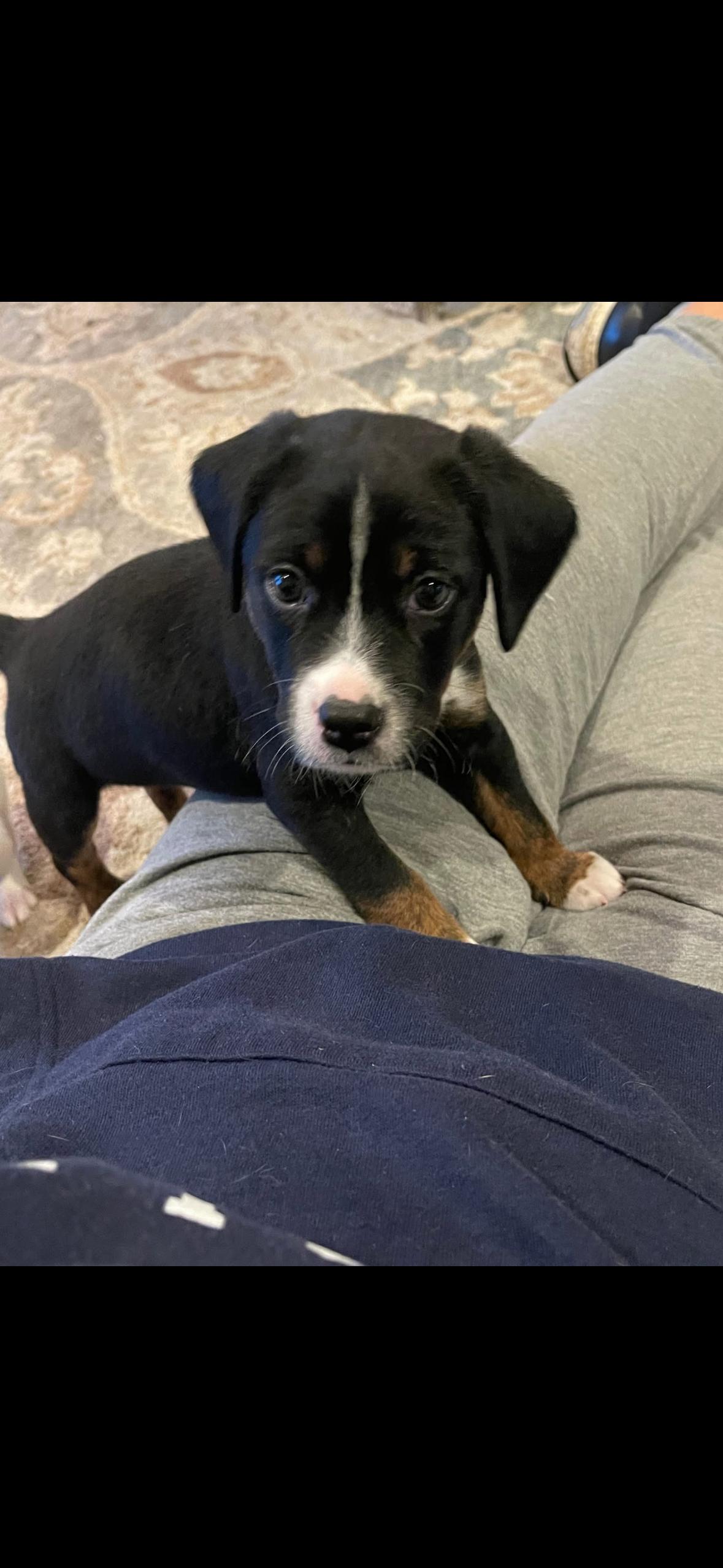 Logan, a Adoptable mixed breed in Spring hill, TN image 2/4