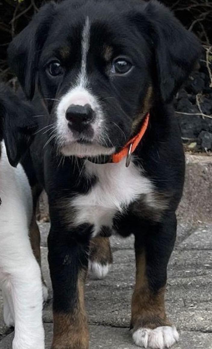 Logan, a Adoptable mixed breed in Spring hill, TN image 3/4